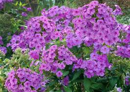 Phlox are able to grow in both partially shaded and sunny areas, and ideally should have a moist soil that is rich in organic matter and of ph 6.5 to 7.5. Phlox Paniculata Purple Flame Garden Phlox