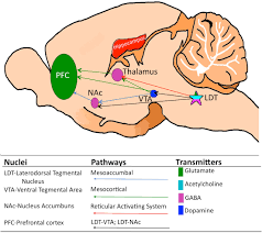 Start studying brain stem nerves/nuclei. Frontiers Plasticity In The Brainstem Prenatal And Postnatal Experience Can Alter Laterodorsal Tegmental Ldt Structure And Function Frontiers In Synaptic Neuroscience