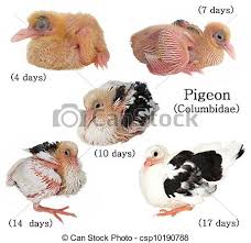 Bebe Desenvolvimento Pombo Isolado Bebe Fundo Isolado Pombo Desenvolvimento Branca Canstock 1:52 pontos de umbanda recommended for you. bebe desenvolvimento pombo isolado