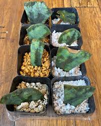 Image result for Elaphoglossum lancifolium