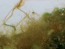 The removal of green hair algae will drive you crazy. How To Remove Hair Algae From An Aquarium Pond Aquarium Problem Solver