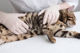 So Verlauft Die Trachtigkeit Bei Katzen Herz Fuer Tiere De