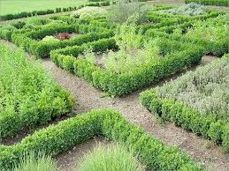 Entoure De Buis Potager Buis Images