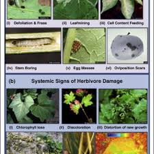 This analysis assesses these factors in relation to a business. Pdf Applying High Throughput Phenotyping To Plant Insect Interactions Picturing More Resistant Crops