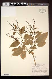 Image result for Hilleria latifolia