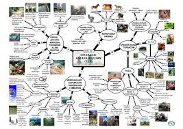 Pecutan Upsr Nota Nota Ulangkaji Peta Minda Sains Tahun 6 Preschool Activities Unicorn Pictures Peta