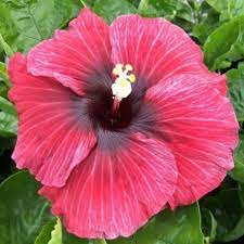 Vin Electrique Hibiscus Plants Hibiscus Plant Hibiscus