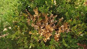 Check spelling or type a new query. What S Wrong With My Boxwood Youtube