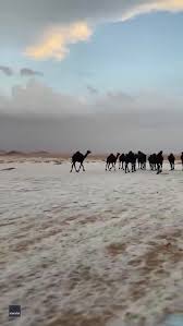 Check out our funny camel jokes and cheer up! Black Camels Trot Through Hail In Saudi Arabian Desert