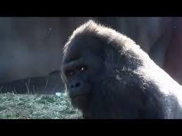 Maybe you would like to learn more about one of these? Silverback Gorilla Beating His Chest And More Gorilla Footage St Louis Zoo Youtube