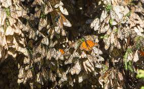 Mariposa Monarca Las Razones De Su Disminucion En Bosques Mexicanos Pie De Pagina