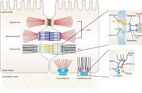 Tight junctions which help to stop substances from leaking across a tissue. Anchoring Junction An Overview Sciencedirect Topics