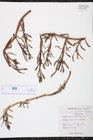 Image result for Sesamum parviflorum