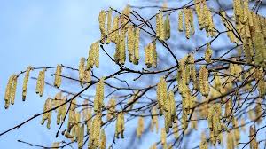 Aktualne pylenie jest bardzo istotne dla alergików. Katar Lzawiace Oczy Od Wyjatkowo Wczesnego Pylenia Leszczyny I Olszy Zaczal Sie Koszmar Alergikow Twojapogoda Pl