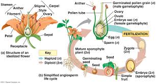 Plant Pirate Reproduction St Patricks Day Drinks Plants Biology