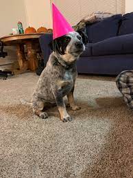 Help Aggressive Biting Australiancattledog