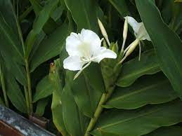 White Ginger Blossom Hong Kong Ginger Flower Anthurium Plants