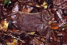 It has a flattened body, a triangular head, and tiny eyes. Surinam Toad Pipa Pipa Our Wild World