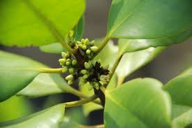 Image result for Ceriops