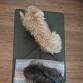 Community Yoga  — yoga Farm event in Elizabethton, TN