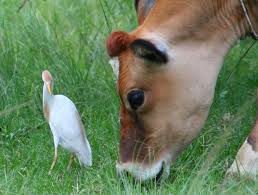 Cattle Egrets And Livestock Commensalism Mutualism Concept