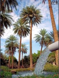 بين النخلة والمؤمن Beautiful Nature Baghdad Iraq Earth Pictures