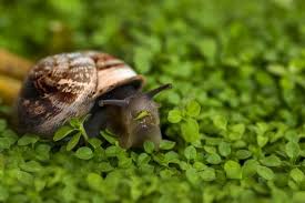 The pictures below show some tests to see if snails cross the de. What Food Do Snails Eat Pet Snail Diets