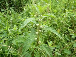 Image result for Hyptis lanceolata