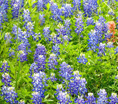 Texas Wildflowers – The Botanical Journey