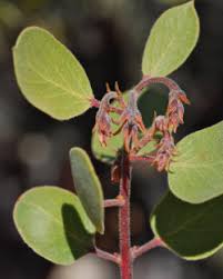 Image result for Manniophyton