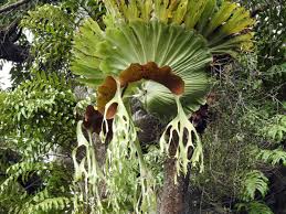 Image result for parožnatka Platycerium