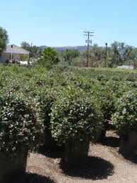 Image result for Zygophyllum cuneifolium