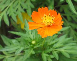 Cosmos Flower Malayalam Best Flower Wallpaper