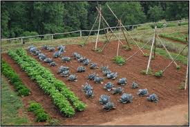 Raised Beds In Ground Plots Or Containers Which Garden Layout To Choose Garden Layout Vegetable Vegetable Garden Planning Starting A Vegetable Garden