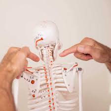 The upper limbs and the lower limbs. Atlas Correction Cause Treatment Exercises Liebscher Bracht