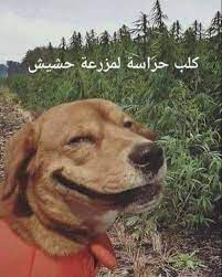 هههههه عايش الحالة Cute Memes Animal Memes Funny Pictures