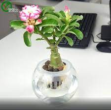Pin By Oanh Nguyen On Desert Rose Rose Seeds Desert Rose Plant Bonsai Plants