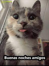 Imagenes Chistosas Con Frases De Buenos Noches Divertidas Y Graciosas Fraseshoy Org Buenas Noches Frases Imagenes De Buenas Noches Gifs De Buenas Noches