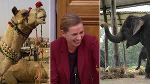 It's a common question when people talk about camels or dromedaries. Danish Mps Burst Into Hysterical Laughter As Pm Talks About State Purchase Of Elephants Camel Rt World News