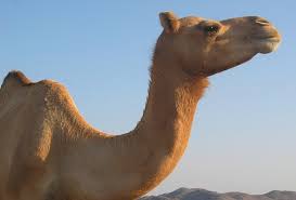 Urine from camels has been used in the arabian peninsula, iraq and jordan for medicinal purposes for centuries. Saudis Want Clinical Trials For Camel Urine Cancer Cure The Mary Sue