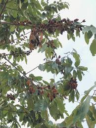 Image result for Ellipanthus