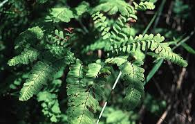 Image result for Adiantaceae