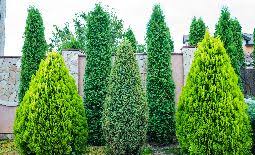 When selecting a tree for a small space, consider ornamental trees, which are often slower growing, as well as trees that come in dwarf varieties, advises missy different species can suit different needs — shade, privacy, color — depending on the shape of the tree and its canopy, not to mention potential. Almost Everything You Ever Wanted To Know About Privacy Trees And Shrubs Naturehills Com