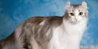 Available American Curl Kittens For Sale & Cats For Adoption