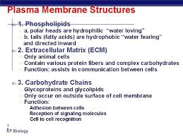 Check spelling or type a new query. Ch 5 1 Plasma Membrane Structure And Function