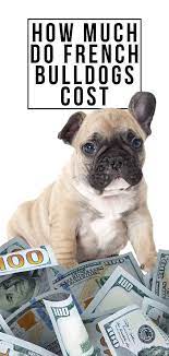 How Much Do French Bulldogs Cost Will This Breed Break The Bank French Bulldog Cost French Bulldog French Bulldog Prices