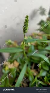 Image result for Sacciolepis indica