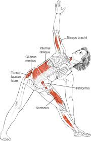 Utthita Trikonasana Triangle Pose Leslie Kaminoff Yoga Anatomie Ashtanga Yoga Iyengar Yoga