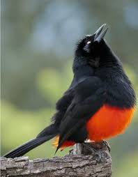 Midwest Birds With Yellow Feathers Pinterest