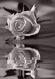 Reflections Meatty S Ffs Comments And Etags Beautiful Roses Flowers Beautiful Flowers